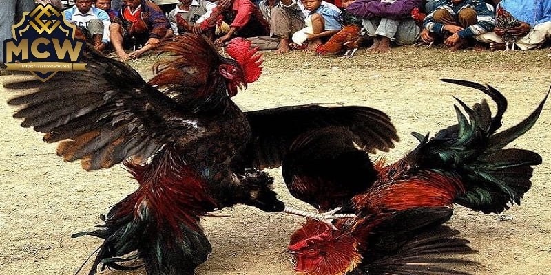 Đá gà cựa sắt Thomo - Tổng quan về luật chơi và bí quyết 3 Một số thuật ngữ đặc biệt