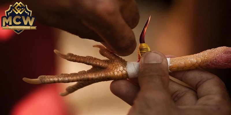 Đá gà cựa sắt Thomo - Tổng quan về luật chơi và bí quyết 5 Chi tiết về một trận đấu đá gà